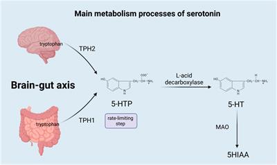 Vitamin D may alleviate irritable bowel syndrome by modulating serotonin synthesis: a hypothesis based on recent literature